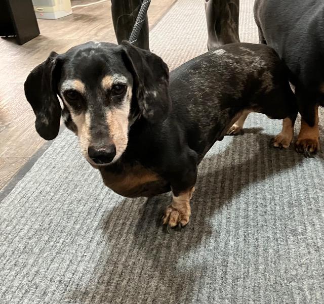 Schnitzel thumbnail 3