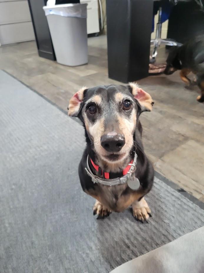 Schnitzel thumbnail 4