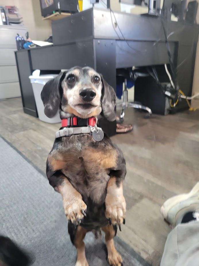 Schnitzel thumbnail 5