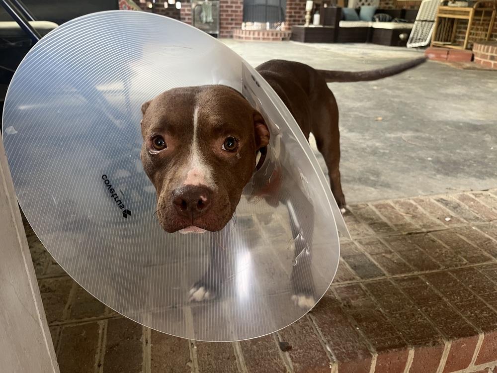 Nala, a Adoptable mixed breed in Willingboro, NJ image 1/6