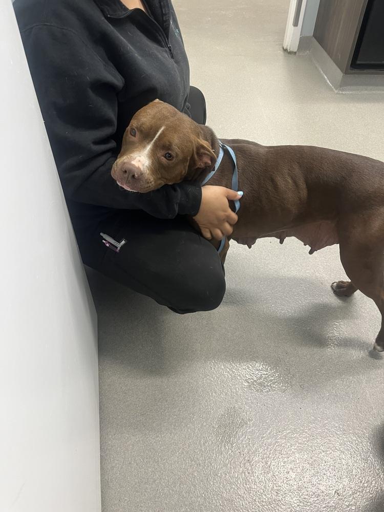 Nala, a Adoptable mixed breed in Willingboro, NJ image 2/6