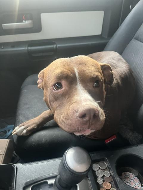 Nala, a Adoptable mixed breed in Willingboro, NJ image 3/6