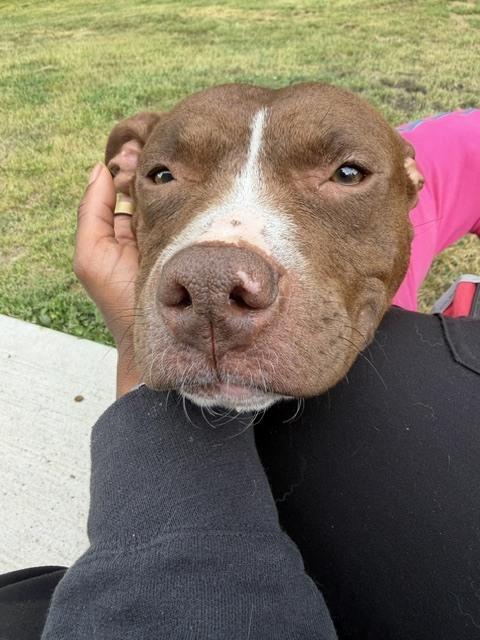 Nala, a Adoptable mixed breed in Willingboro, NJ image 4/6