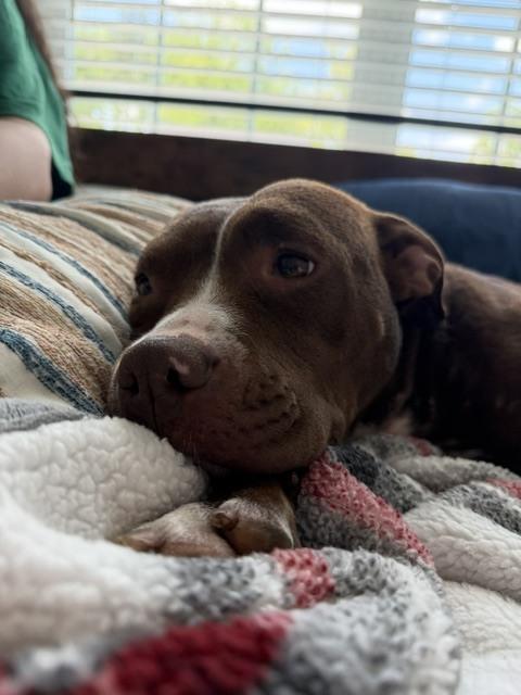 Nala, a Adoptable mixed breed in Willingboro, NJ image 5/6
