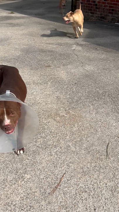 Enlarge Nala, a Adoptable mixed breed in Willingboro, NJ video 6/6