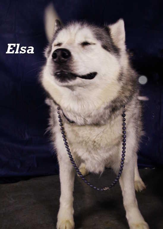 Elsa 3