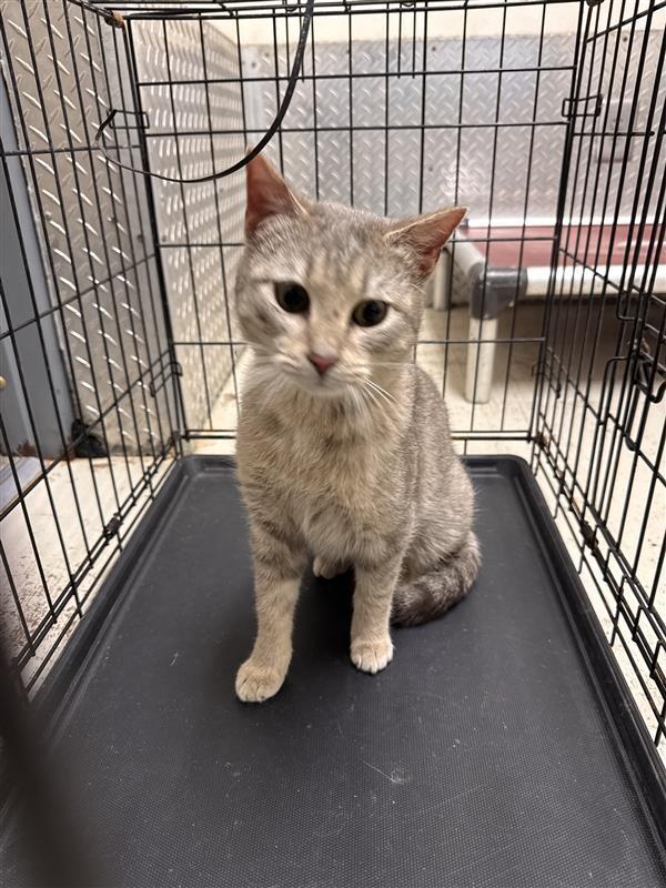 STRIPES, adopted, Young Male Tabby.