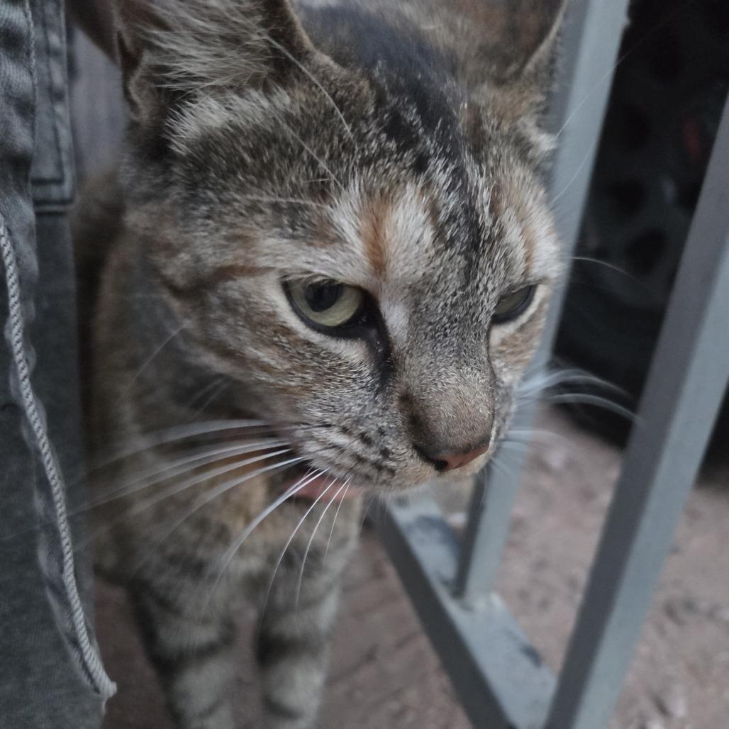 Bindi, a Adoptable Domestic Short Hair in Tempe, AZ image 2/3