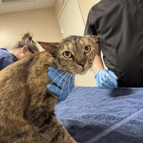 Bindi, a Adoptable Domestic Short Hair in Tempe, AZ image 3/3