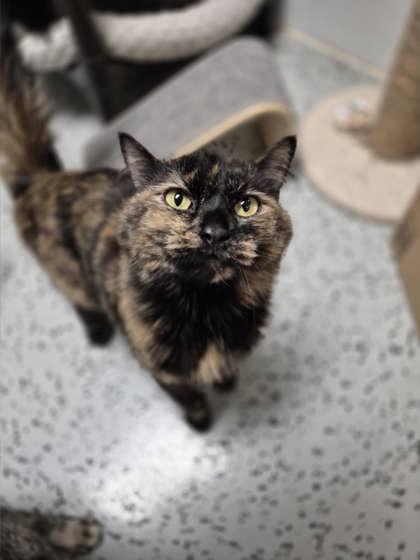 Enlarge Nyx, a ADOPTABLE Domestic Long Hair in Boyne City, MI image 3/3