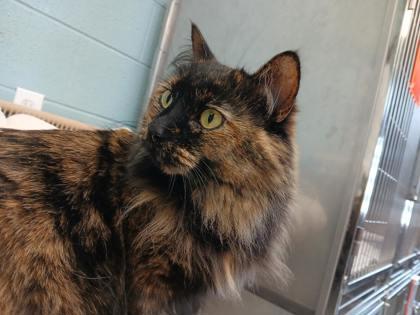 Enlarge Nyx, a ADOPTABLE Domestic Long Hair in Boyne City, MI image 1/3