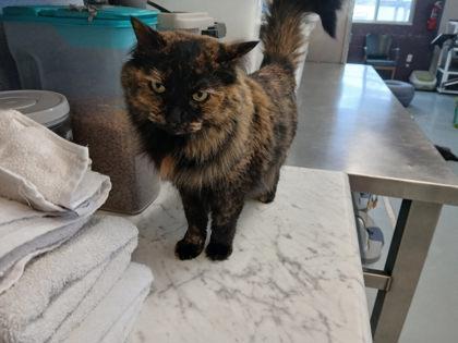 Enlarge Nyx, a ADOPTABLE Domestic Long Hair in Boyne City, MI image 2/3