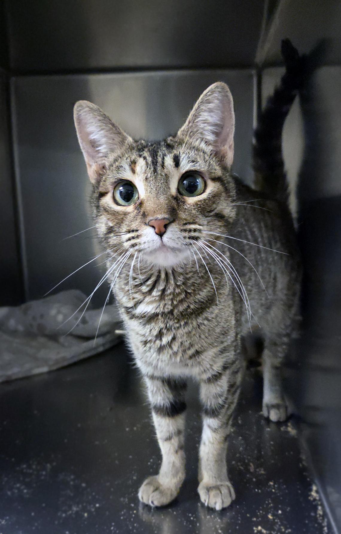 Enlarge Ecco, a ADOPTABLE Domestic Short Hair in Centerville, UT image 4/4
