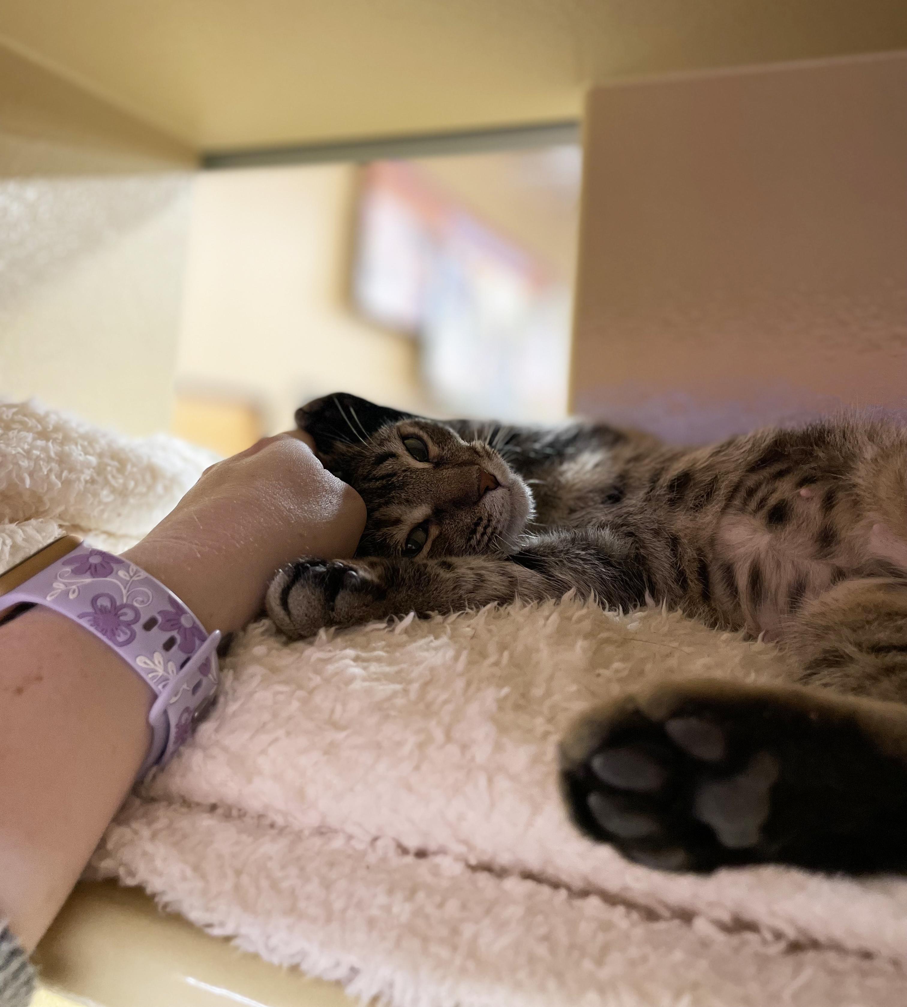 Enlarge Ecco, a ADOPTABLE Domestic Short Hair in Centerville, UT image 2/4