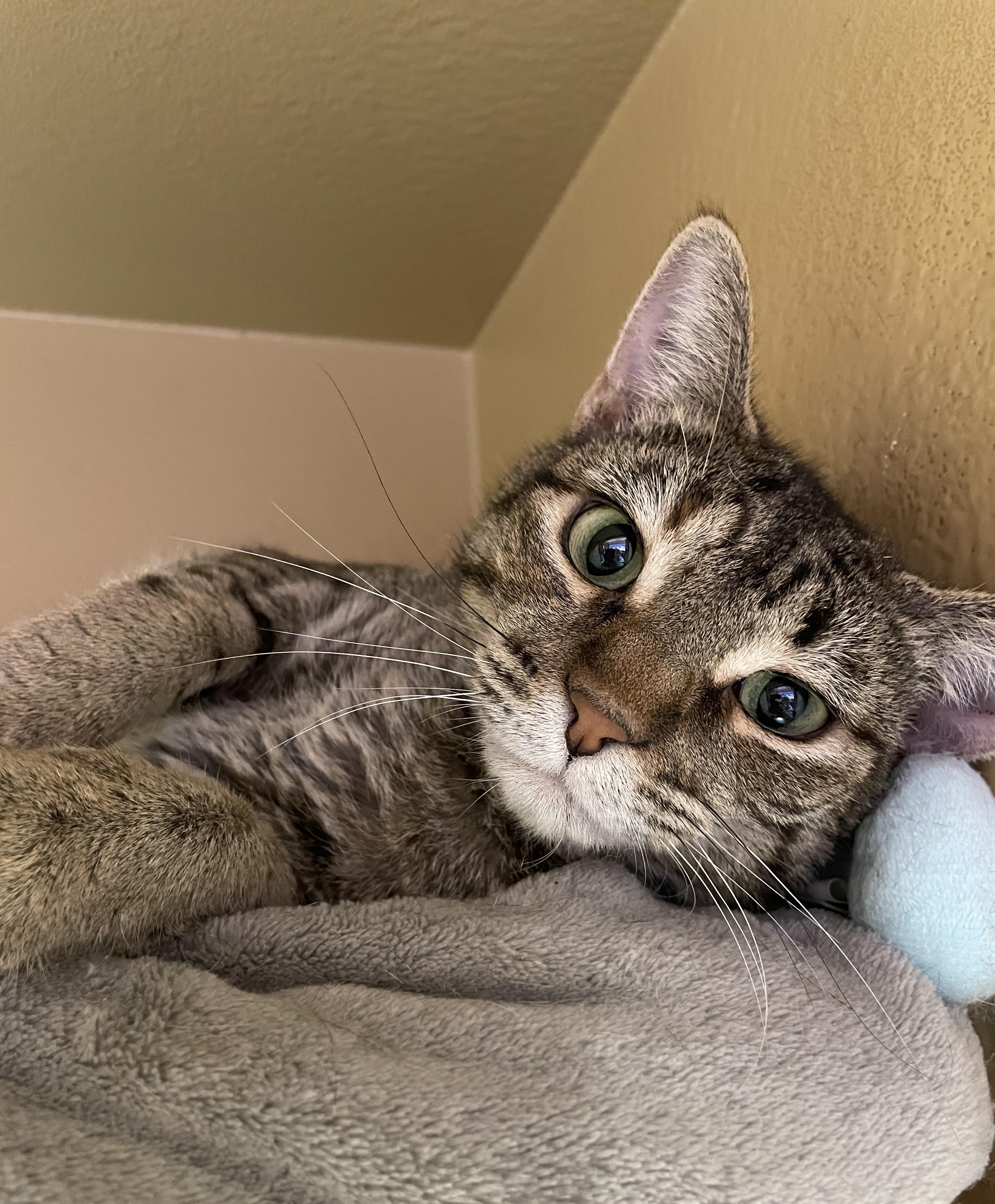 Enlarge Ecco, a ADOPTABLE Domestic Short Hair in Centerville, UT image 5/6