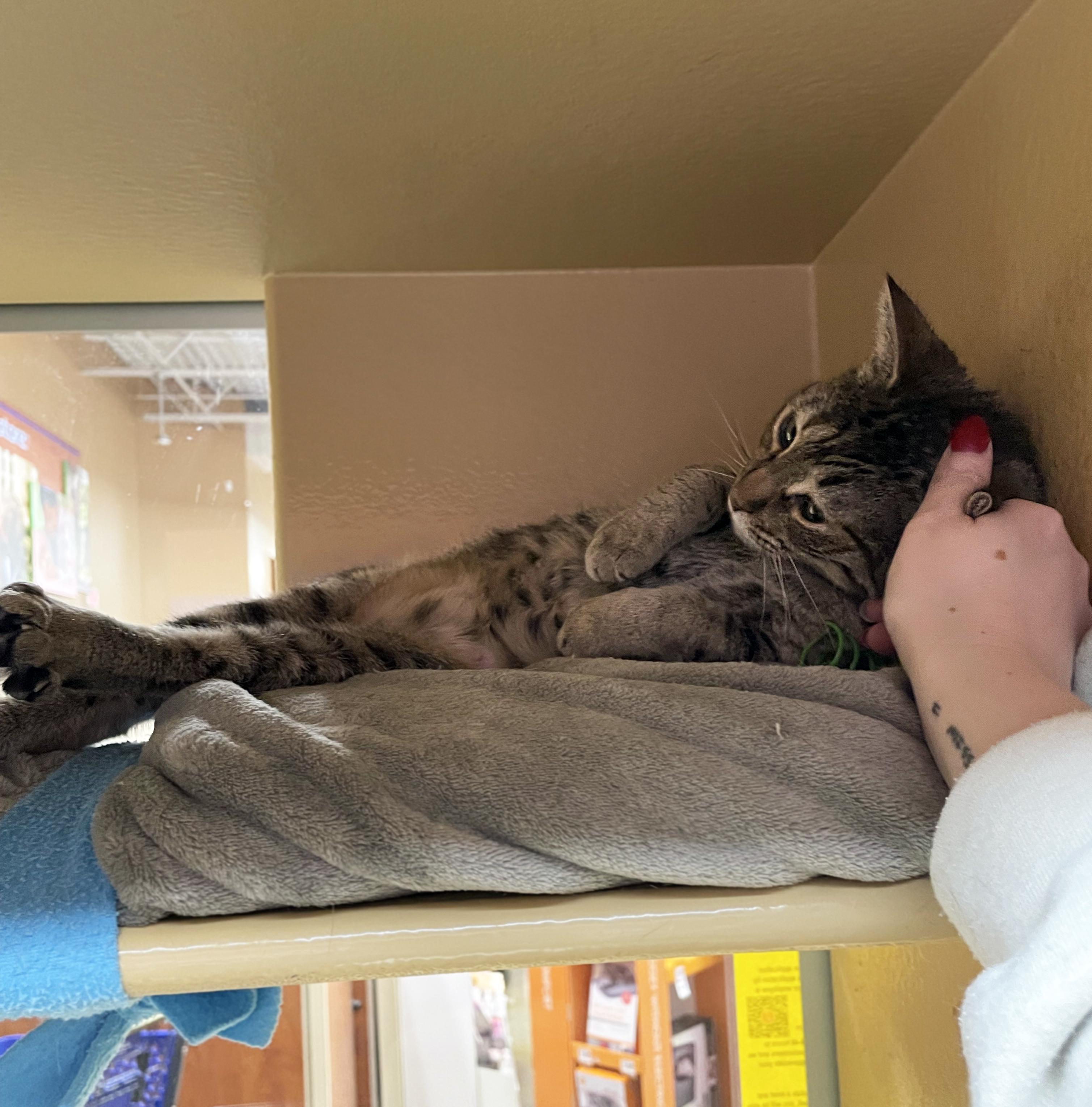 Enlarge Ecco, a ADOPTABLE Domestic Short Hair in Centerville, UT image 6/6