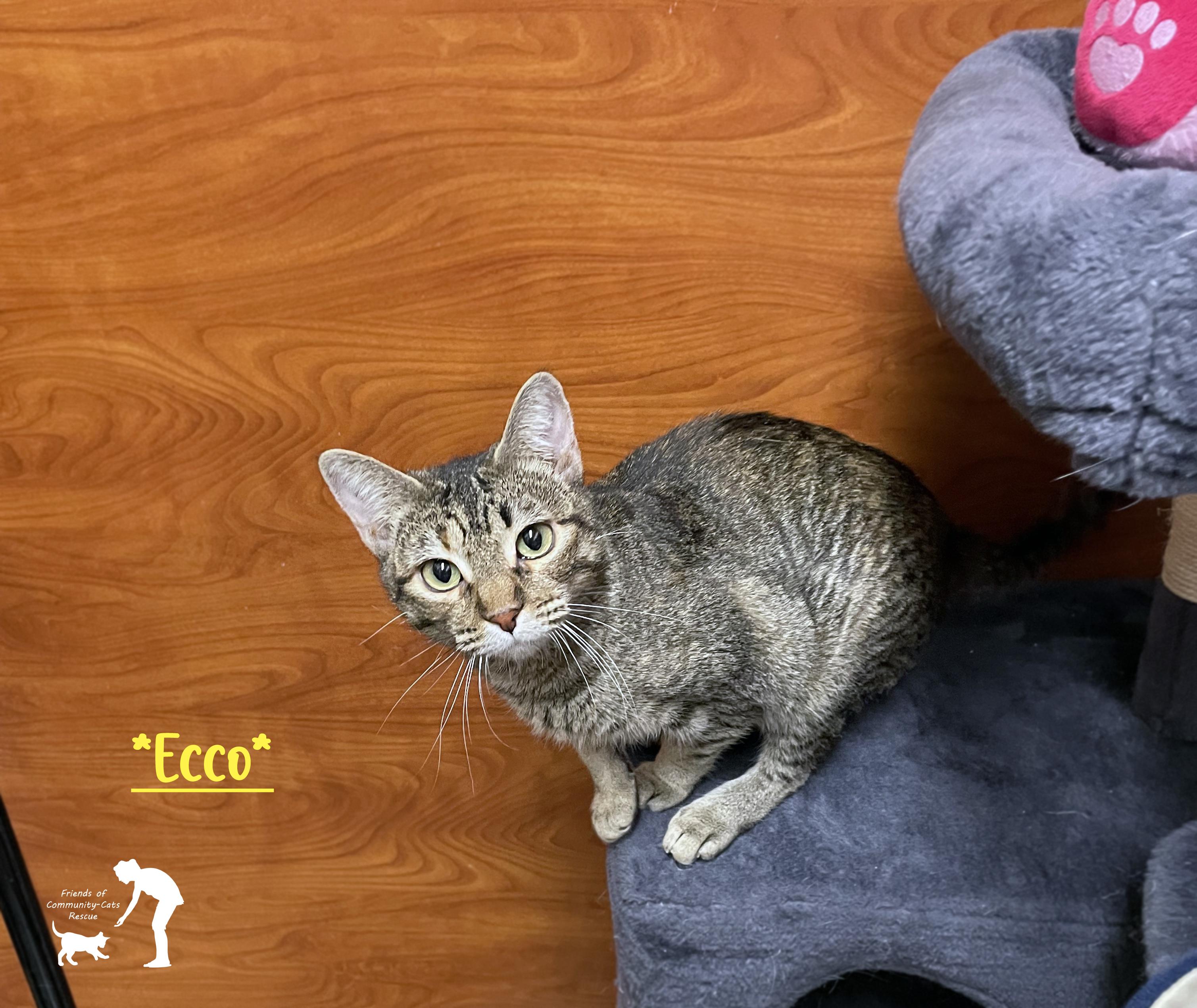 Ecco, ADOPTABLE, Adult Female Domestic Short Hair.