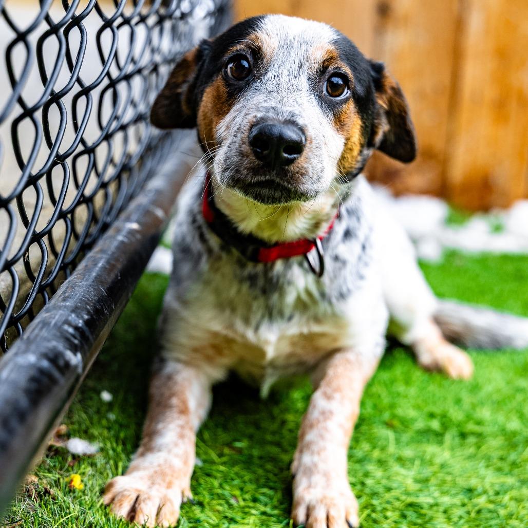 Socks, Adoptable, Young Male Australian Cattle Dog / Blue Heeler.