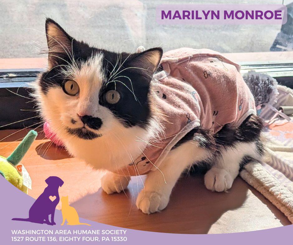 Marilyn Monroe, ADOPTABLE, Young Female Domestic Medium Hair.