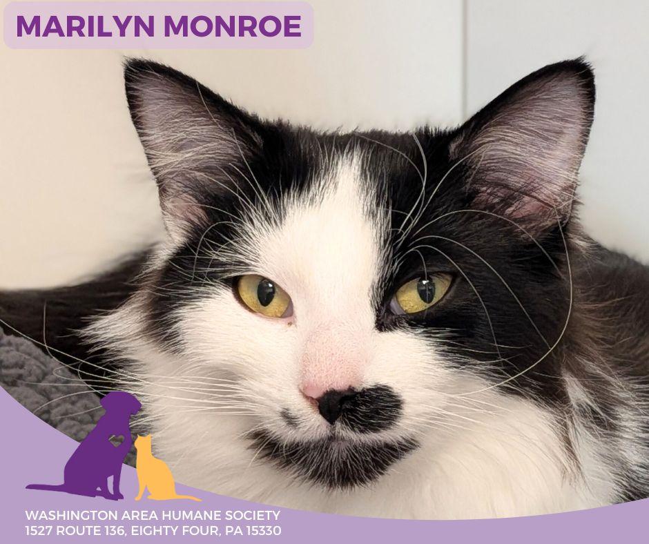 Enlarge Marilyn Monroe, a ADOPTABLE mixed breed in Eighty Four, PA image 1/2