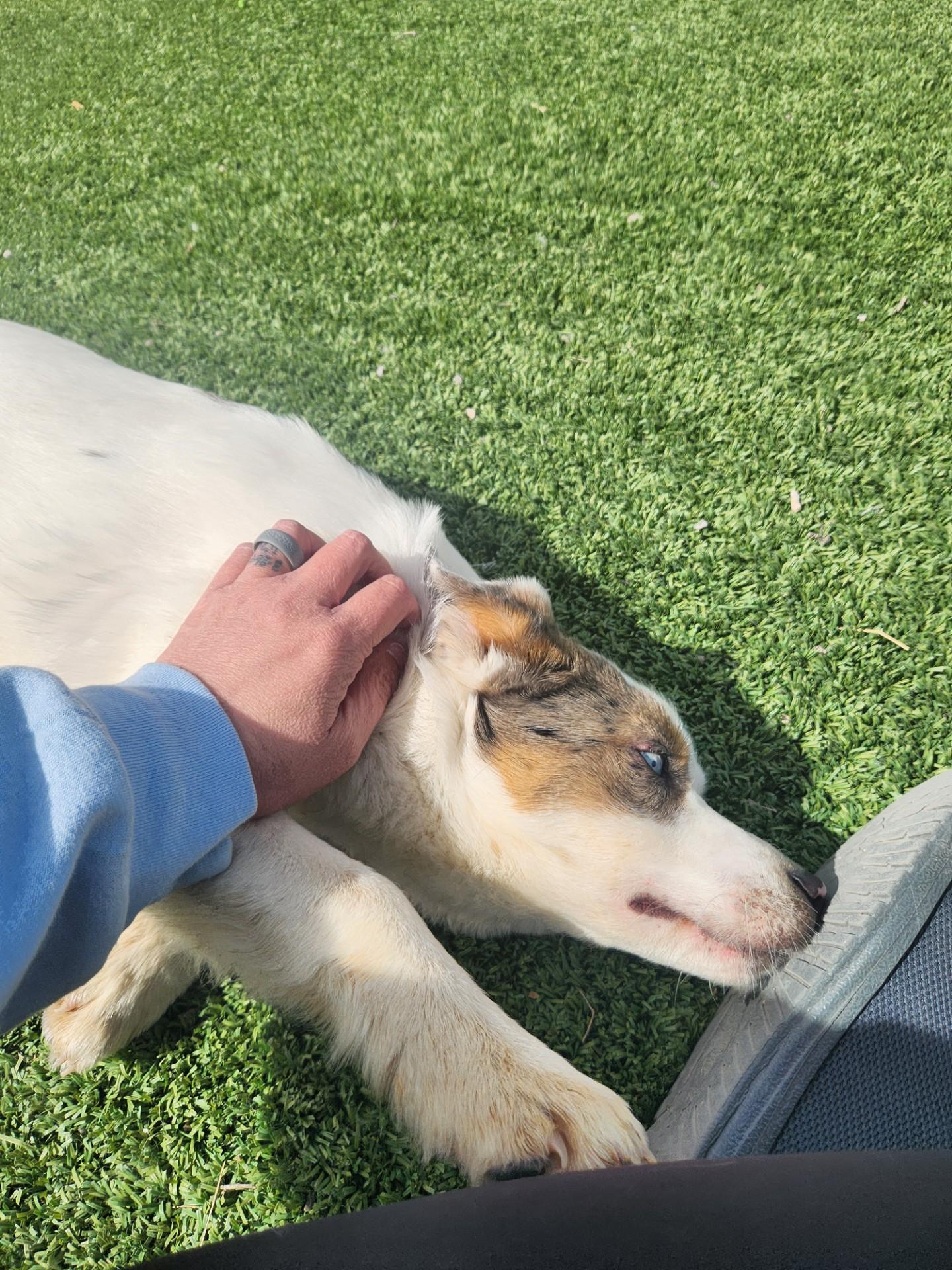 Thelma, ADOPTABLE, Young Female Australian Shepherd.