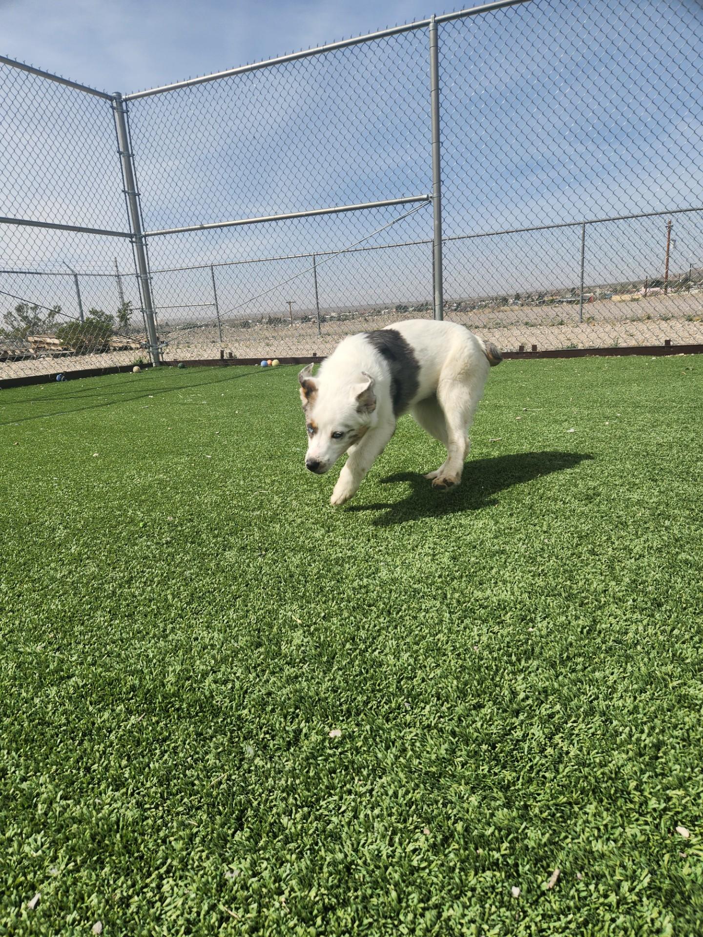 Enlarge Thelma, a ADOPTABLE Australian Shepherd in Truth or Consequences , NM image 5/6