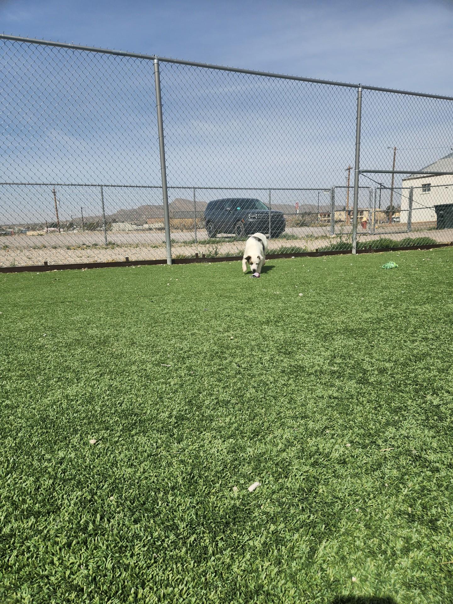 Enlarge Thelma, a ADOPTABLE Australian Shepherd in Truth or Consequences , NM image 2/6