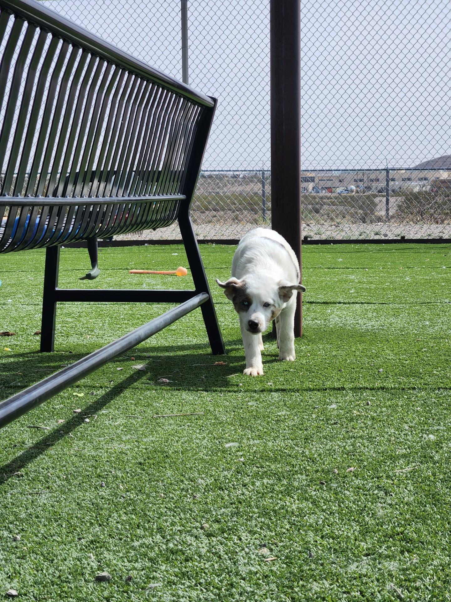 Enlarge Thelma, a ADOPTABLE Australian Shepherd in Truth or Consequences , NM image 4/6