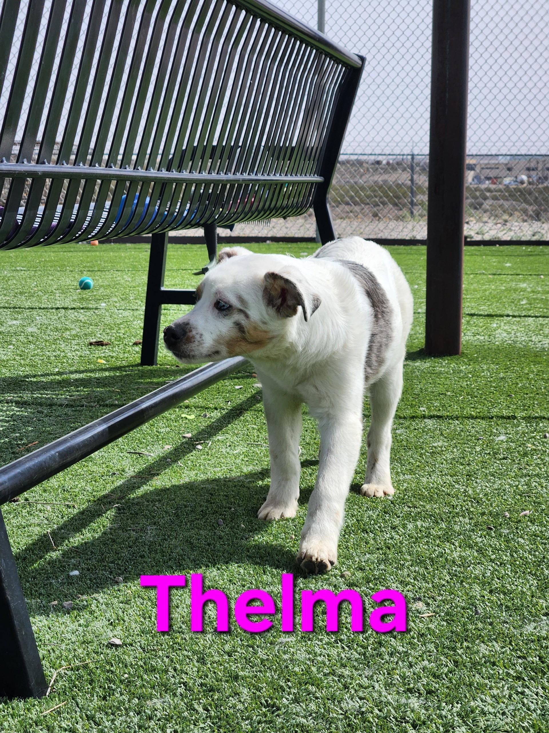 Enlarge Thelma, a ADOPTABLE Australian Shepherd in Truth or Consequences , NM image 3/6