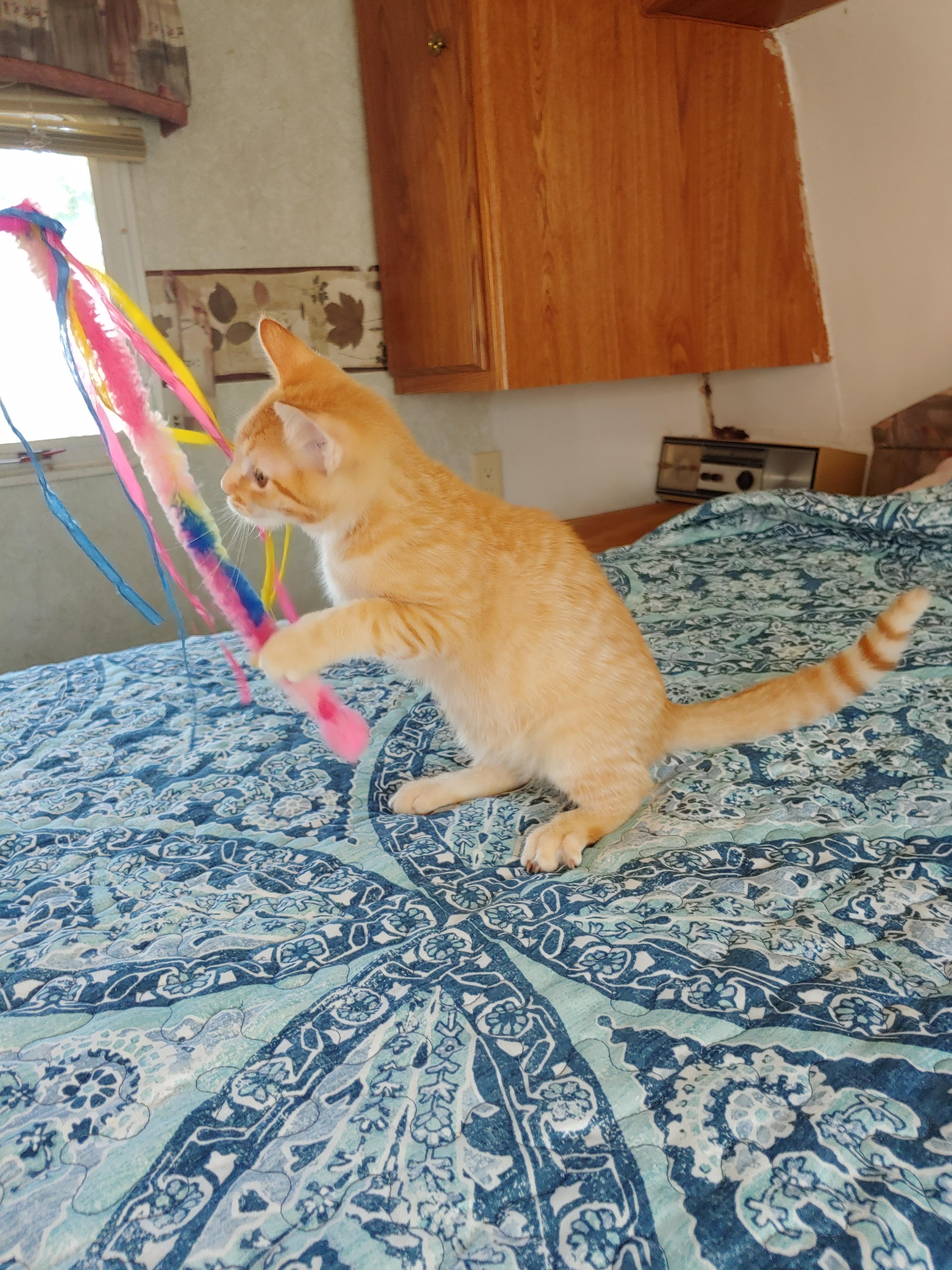 Peaches, Adoptable, Kitten Female Domestic Short Hair.