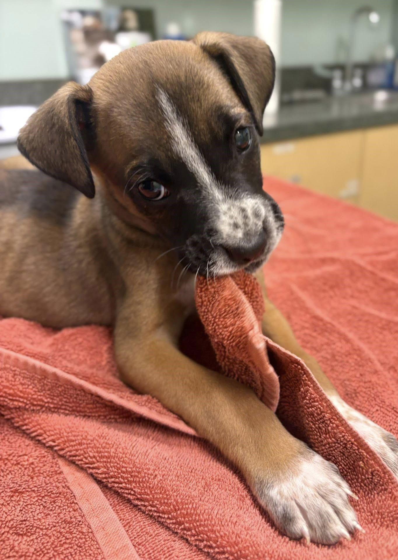 Ash, Adopted, Puppy Female Boxer.