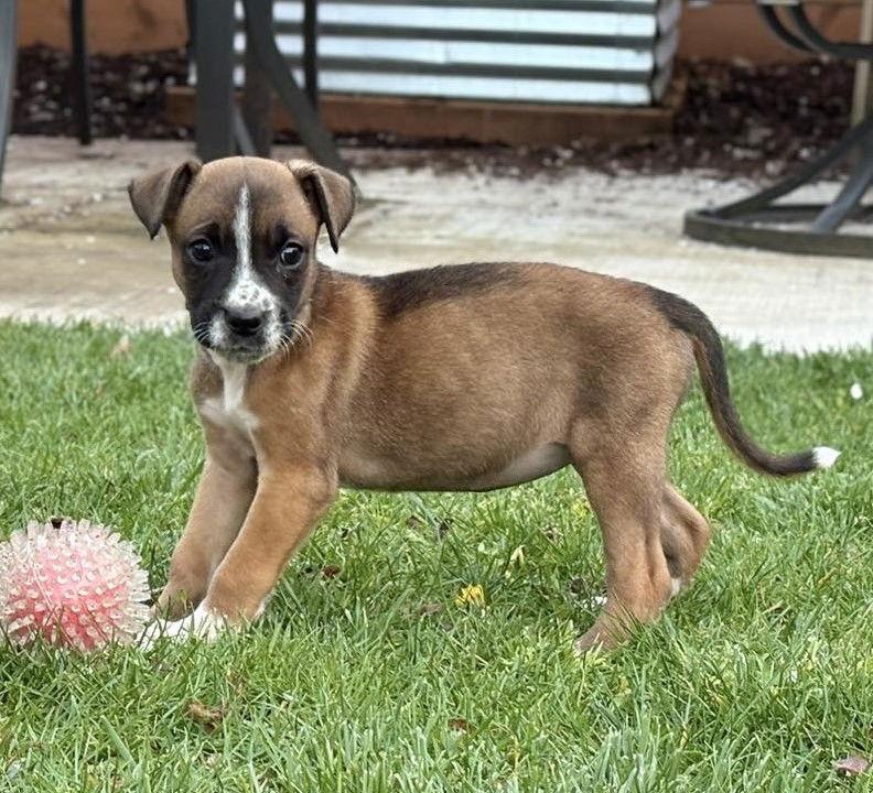 Enlarge Ash, a Adopted Boxer in Stanwood, WA image 2/3
