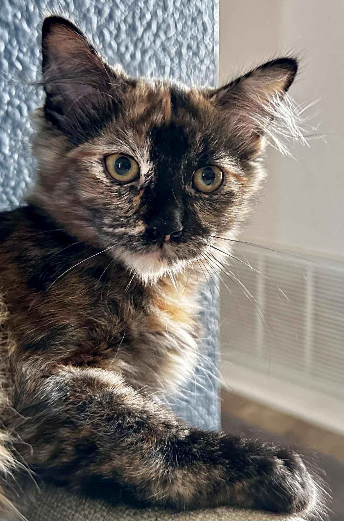 Charlie, Adoptable, Young Female Domestic Long Hair.