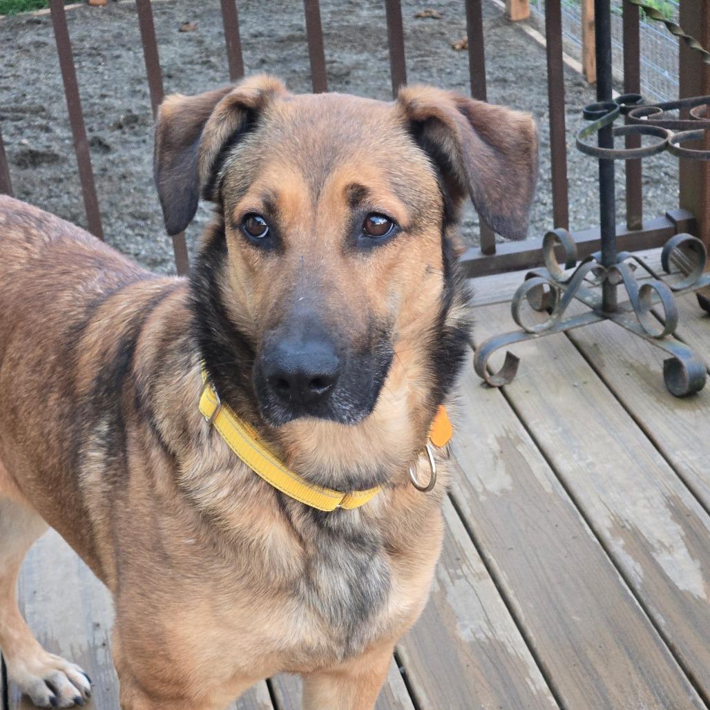 Enlarge Xena, a Adoptable mixed breed in Oakville, WA image 1/6