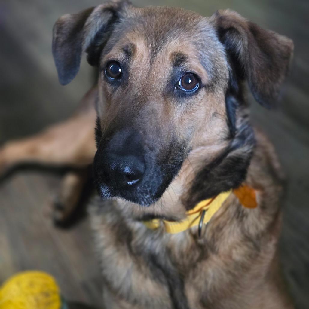 Enlarge Xena, a Adoptable mixed breed in Oakville, WA image 2/6