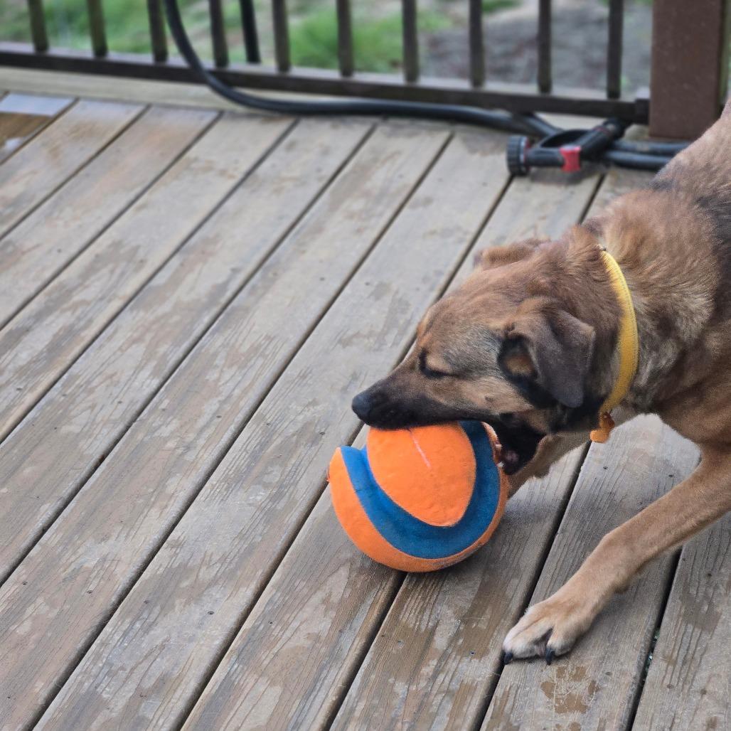 Enlarge Xena, a Adoptable mixed breed in Oakville, WA image 3/6