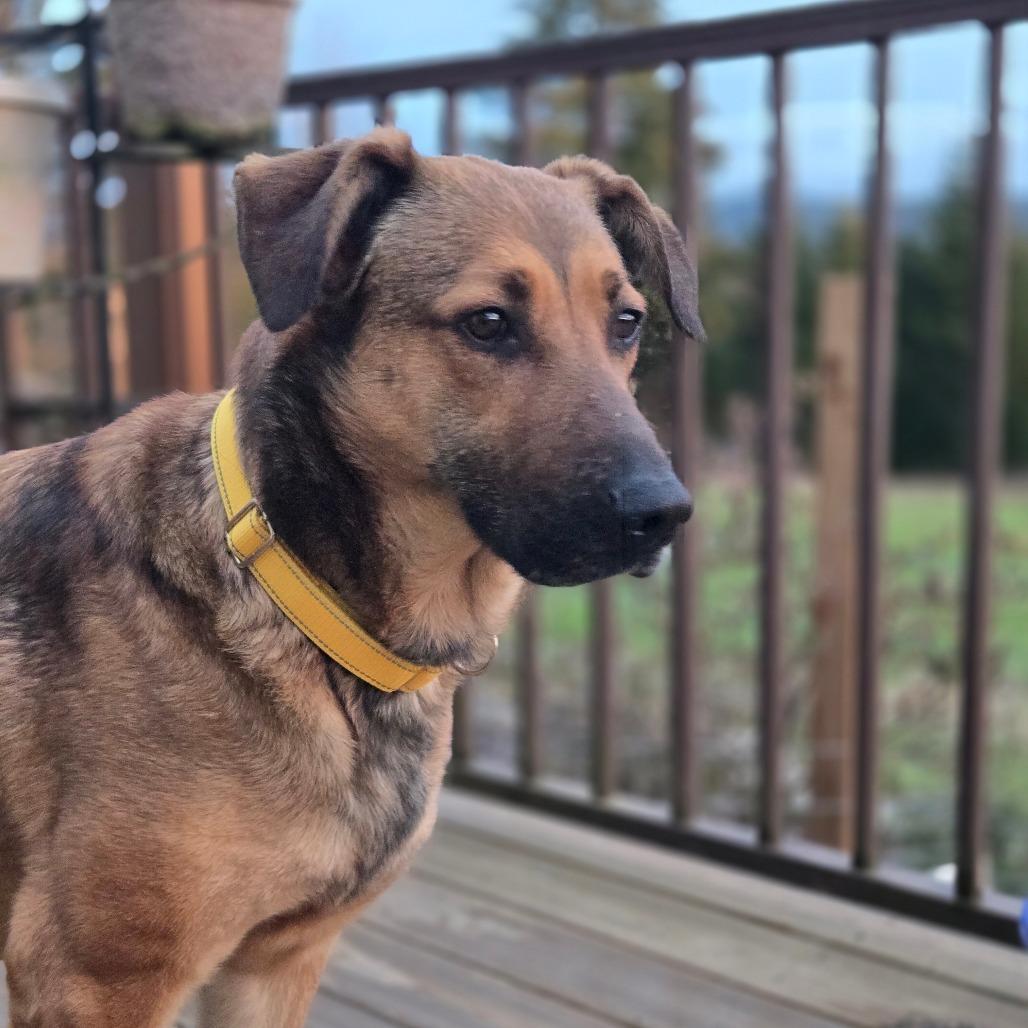 Enlarge Xena, a Adoptable mixed breed in Oakville, WA image 4/6