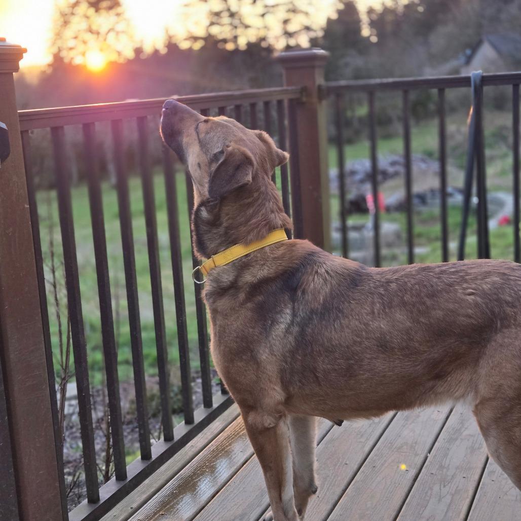 Enlarge Xena, a Adoptable mixed breed in Oakville, WA image 5/6