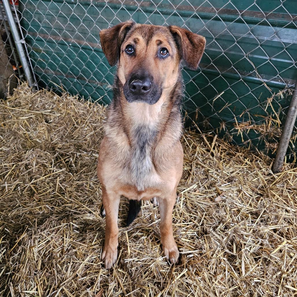 Enlarge Xena, a Adoptable mixed breed in Oakville, WA image 6/6