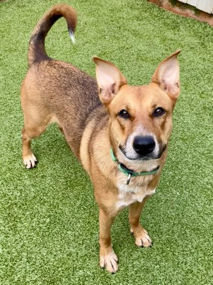 Scramble, Adoptable, Adult Female Mixed Breed & Mixed Breed.