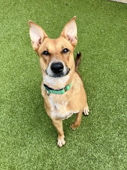 Scramble, a Adoptable Mixed Breed in Eugene, OR image 2/3