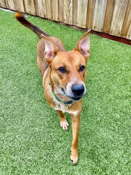 Scramble, a Adoptable Mixed Breed in Eugene, OR image 3/5