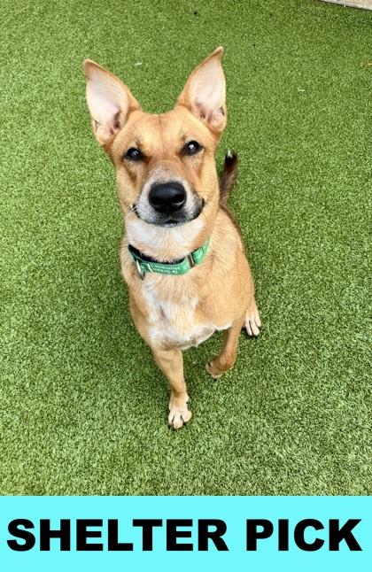 Scramble, a Adoptable Mixed Breed in Eugene, OR image 5/5