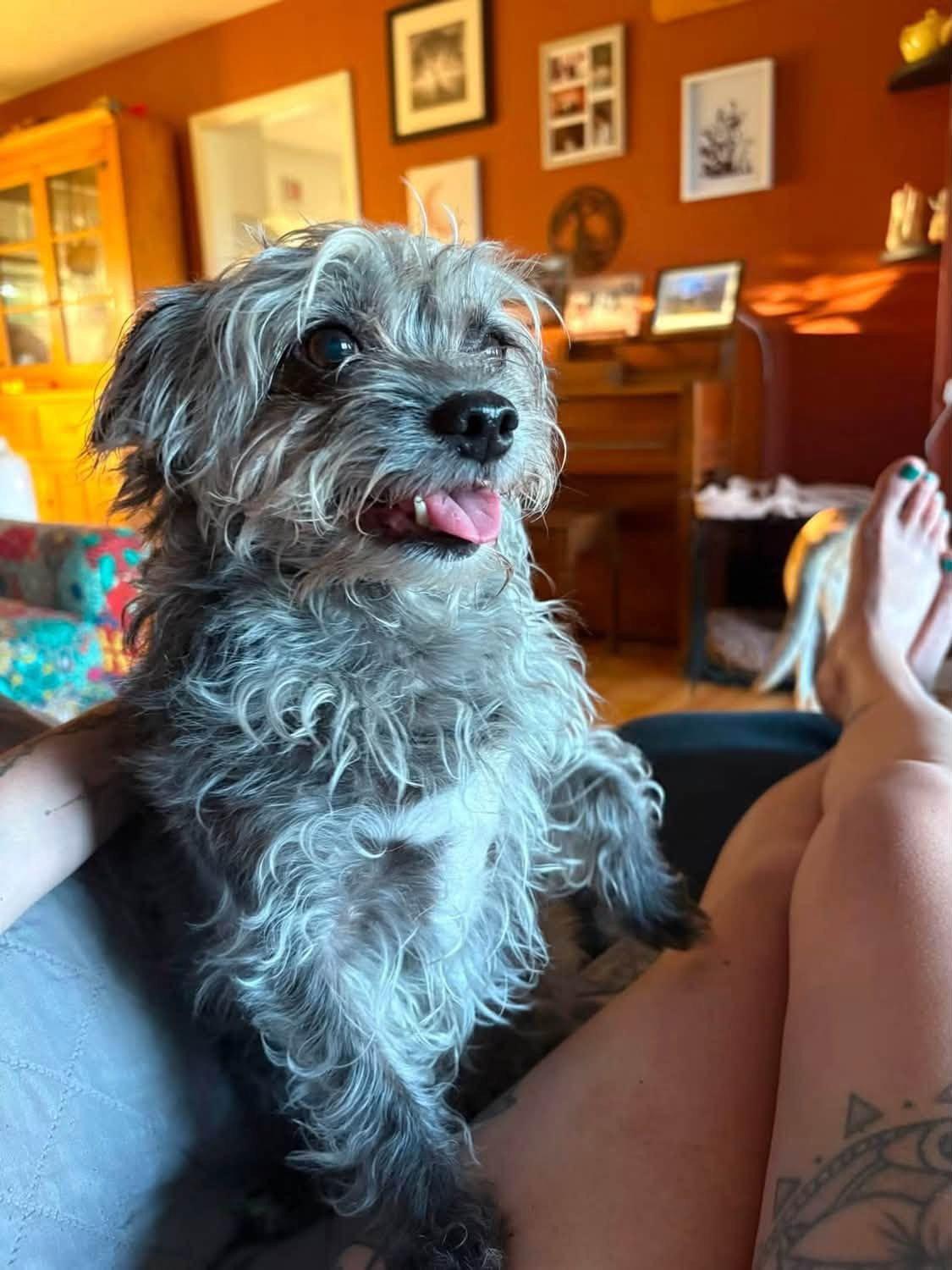 Luna, Adoptable, Adult Female Yorkshire Terrier.