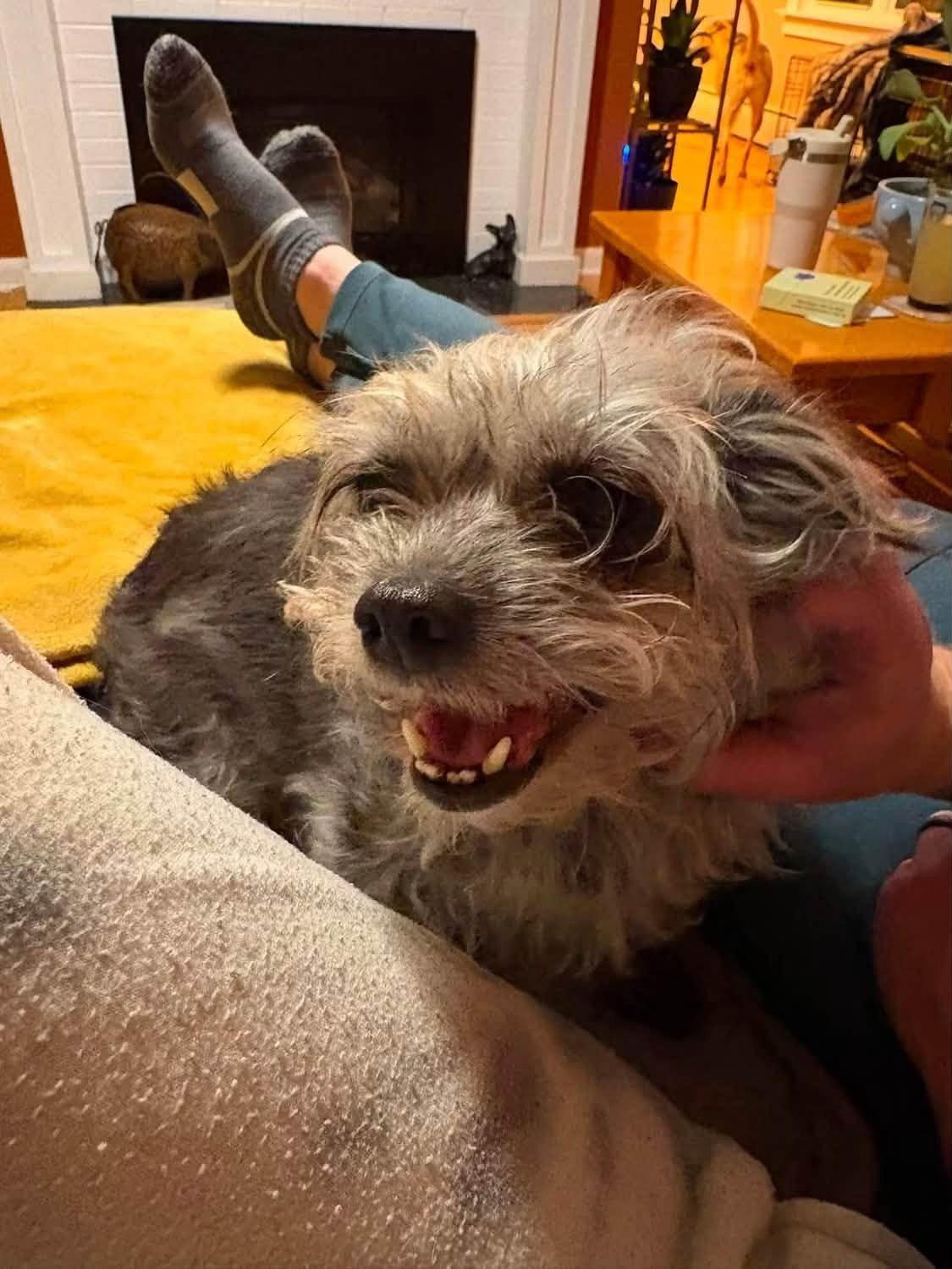Enlarge Luna, a Adoptable Yorkshire Terrier in Rochester, NY image 2/3