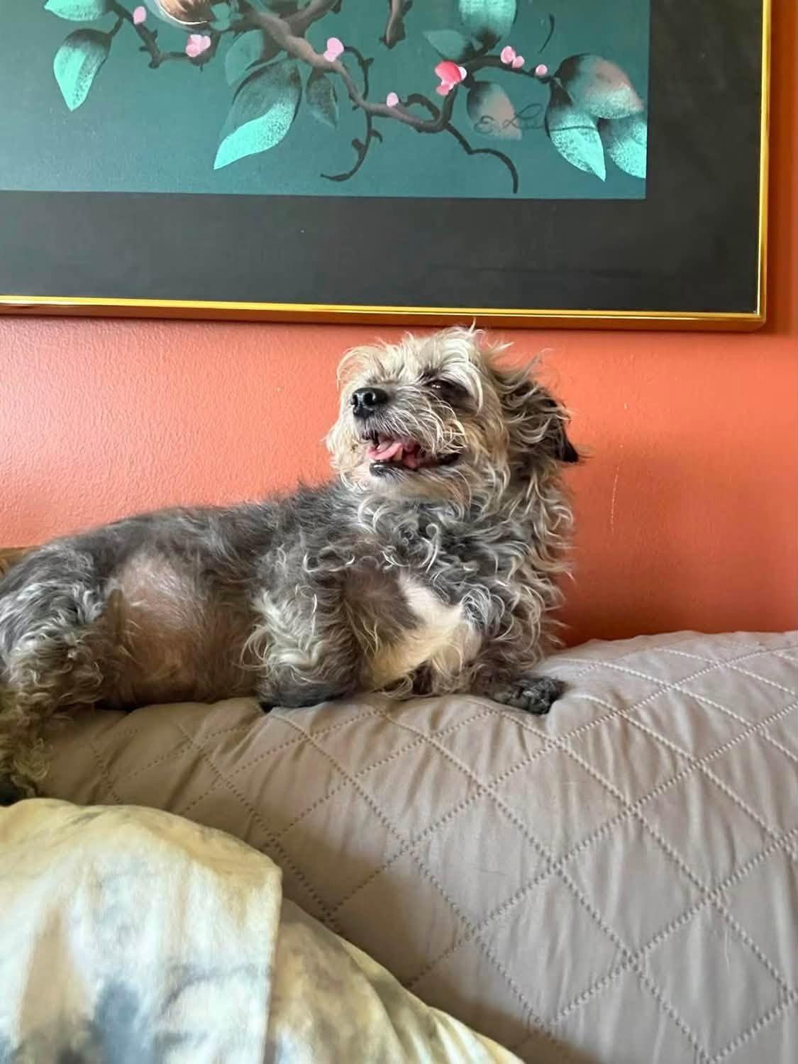 Enlarge Luna, a Adoptable Yorkshire Terrier in Rochester, NY image 3/3