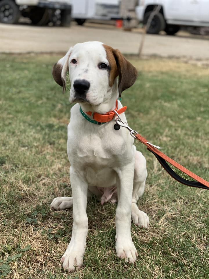 Dog for adoption Bernie, a Saint Bernard Mix in Visalia, CA Petfinder