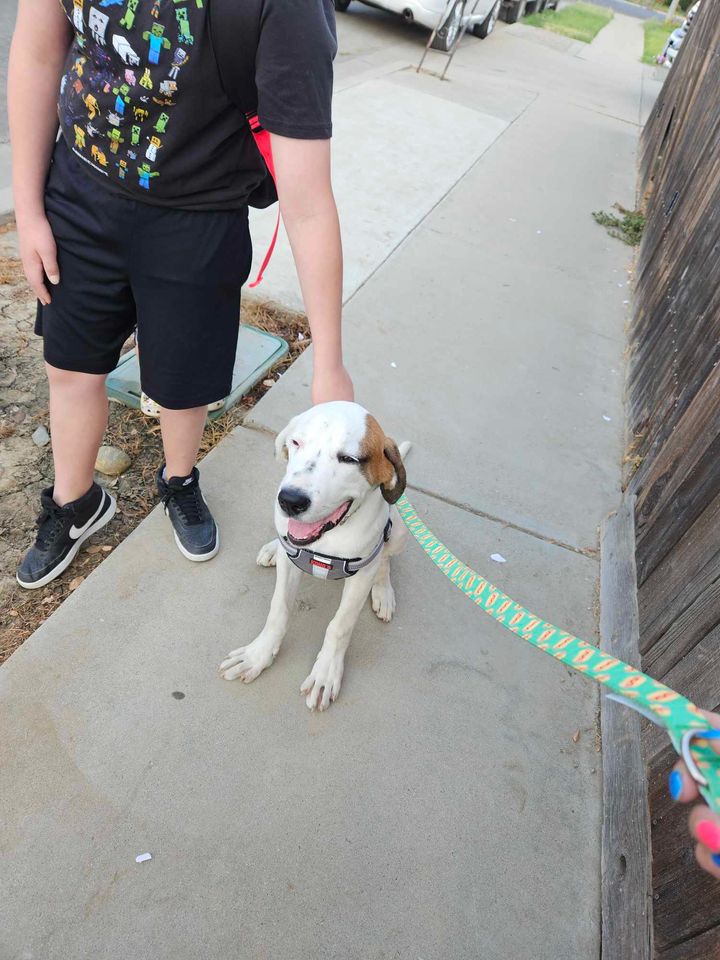 Dog for adoption Bernie, a Saint Bernard Mix in Visalia, CA Petfinder