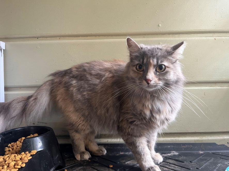 Enlarge Coy, an adopted mixed breed in Tulsa, OK image 2/4