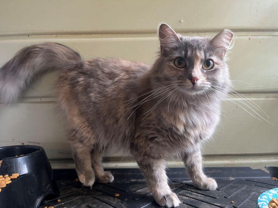 Enlarge Coy, an adopted mixed breed in Tulsa, OK image 1/4